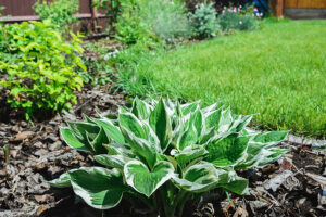 white and green leaves of hostas plant